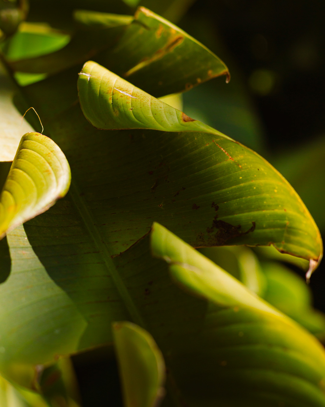 botanico-12-abril-hesor-5